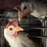 Deveríamos nos preocupar com uma ameaça crescente da “gripe aviária”?
