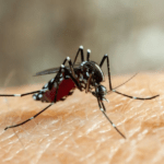 Hormônios produzidos pelos mosquitos impulsionam a sua sede por sangue