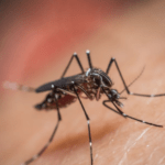 Aumento recorde da dengue no Brasil: por que é improvável que uma campanha de vacina a detenha