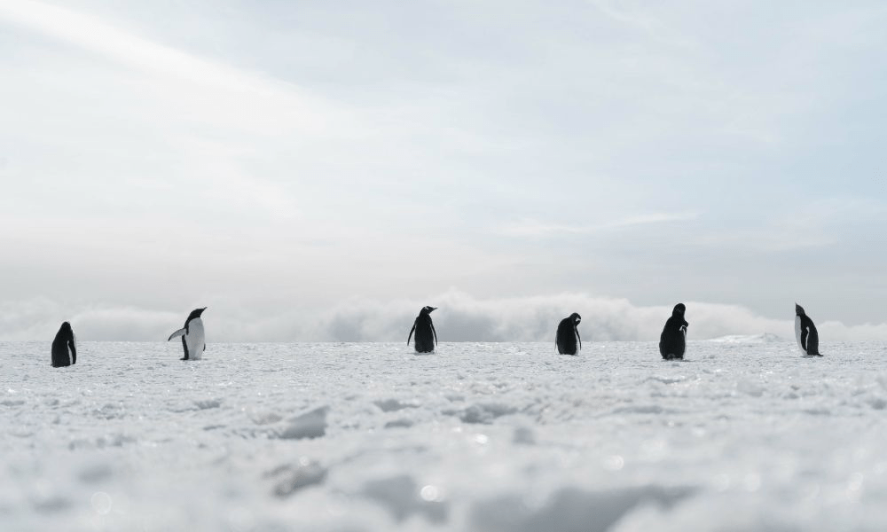 Ameaça global de gripe aviária atrapalha estudos sobre pinguins na Antárctica