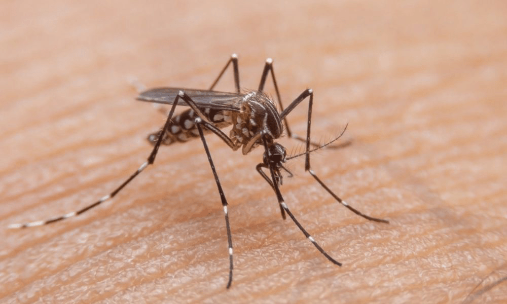 Uma bactéria simbiótica naturalmente isolada, suprime a transmissão de flavivírus pelos mosquitos Aedes