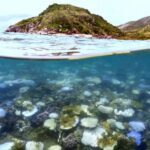 A Grande Barreira de Corais da Austrália está “em transformação” devido ao repetido branqueamento de corais.