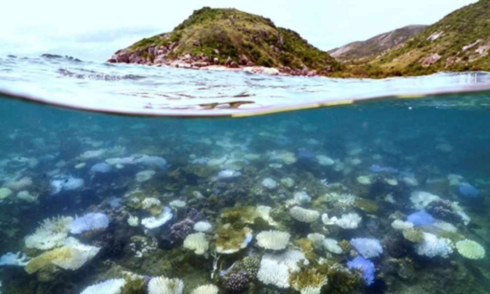 A Grande Barreira de Corais da Austrália está “em transformação” devido ao repetido branqueamento de corais.